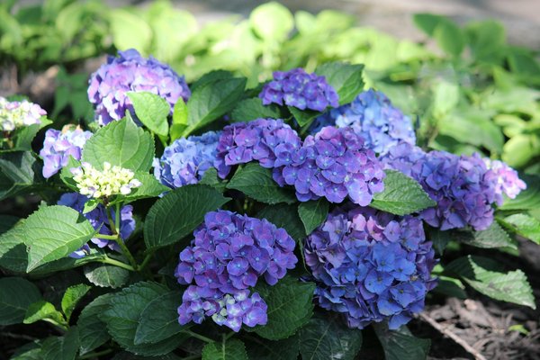 Construire une maison en bois : les choix à considérer